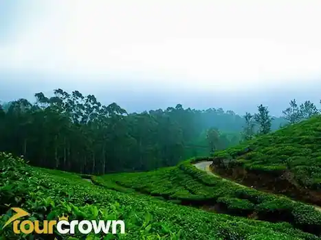 Cochin, Munnar, Thekkady, Alleppey, Kumarakom, Kovalam Tour Package