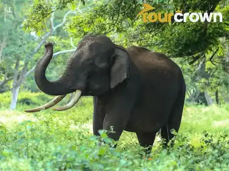 Cochin Munnar Thekkady Tour Package